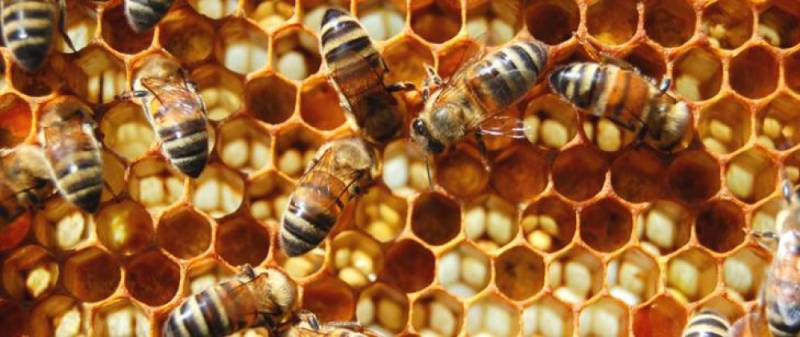 : Pszczelarze mogą już ubiegać się o wsparcie ...