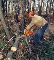 : Procedura uzyskania zezwolenia na usunięcie drzew lub ...