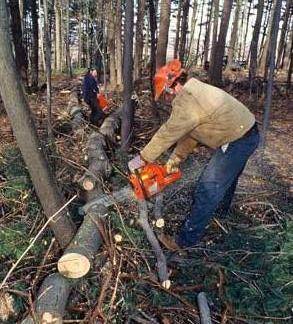 : Procedura uzyskania zezwolenia na usunięcie drzew lub ...
